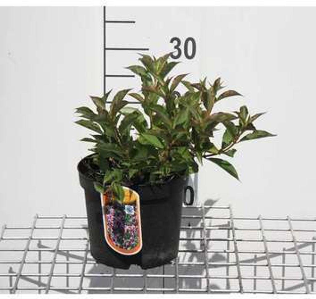 Weigela flor. 'Pink Poppet' ('plangeni' ) - Weigela Florida Pink Poppet 30- 40 cm - Container