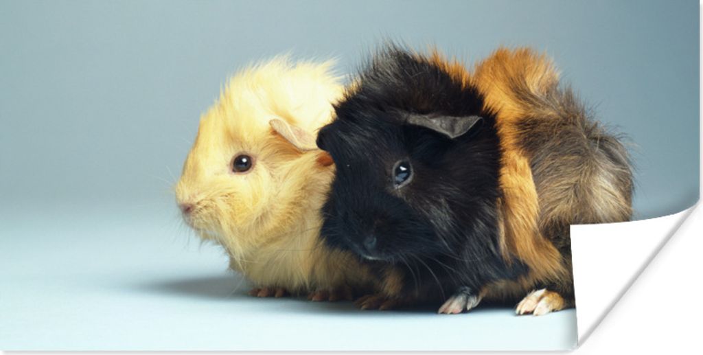 MuchoWow Poster Zwei kleine Meerschweinchen 40x20 cm - Poster für die Wand - Poster Schlafzimmer