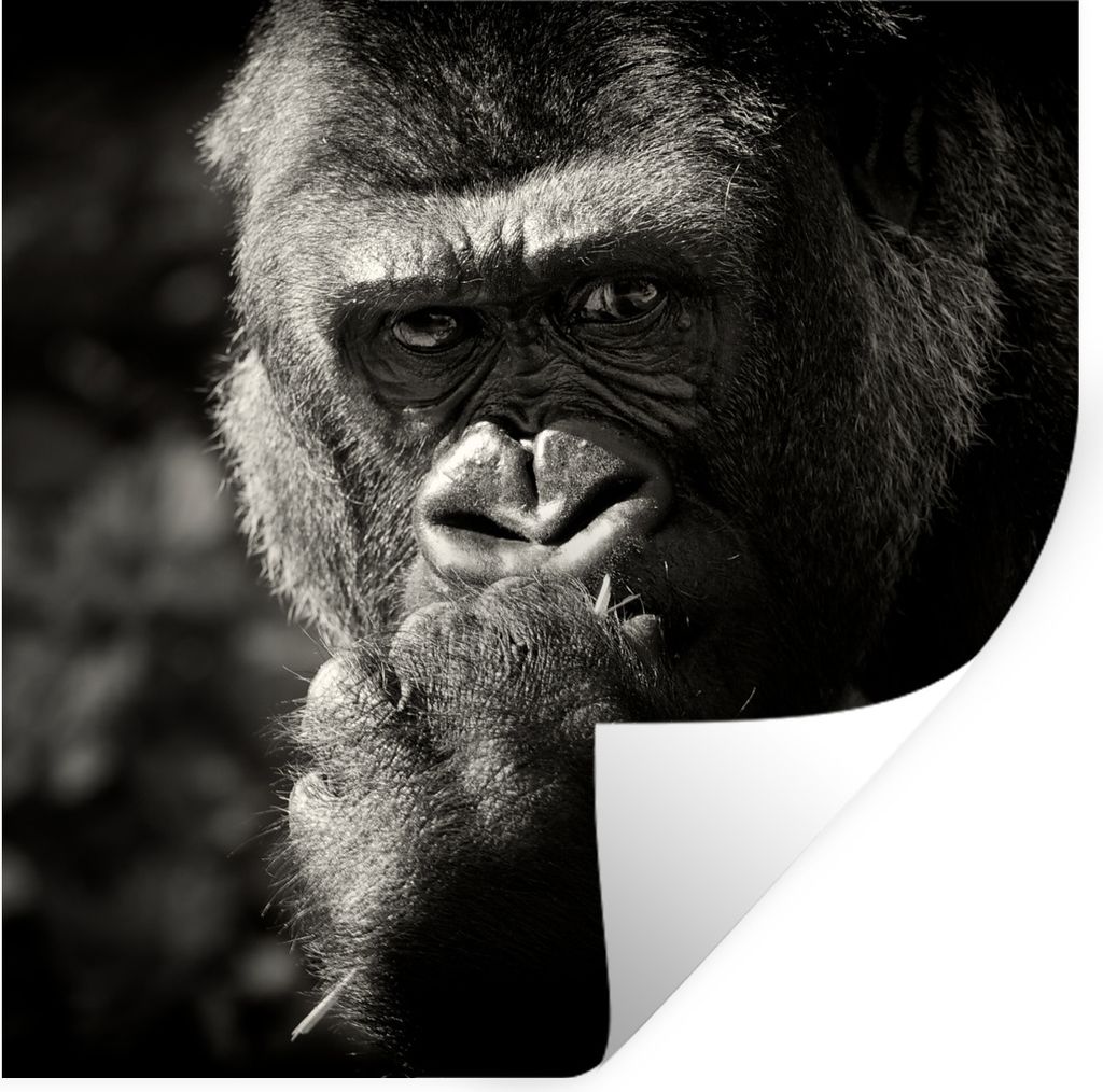 MuchoWow Wandtattoo Wandsticker Wandaufkleber Gorilla auf schwarzem Hintergrund in Schwarz und Weiß 100x100 cm Selbstklebend und Repositionierba...