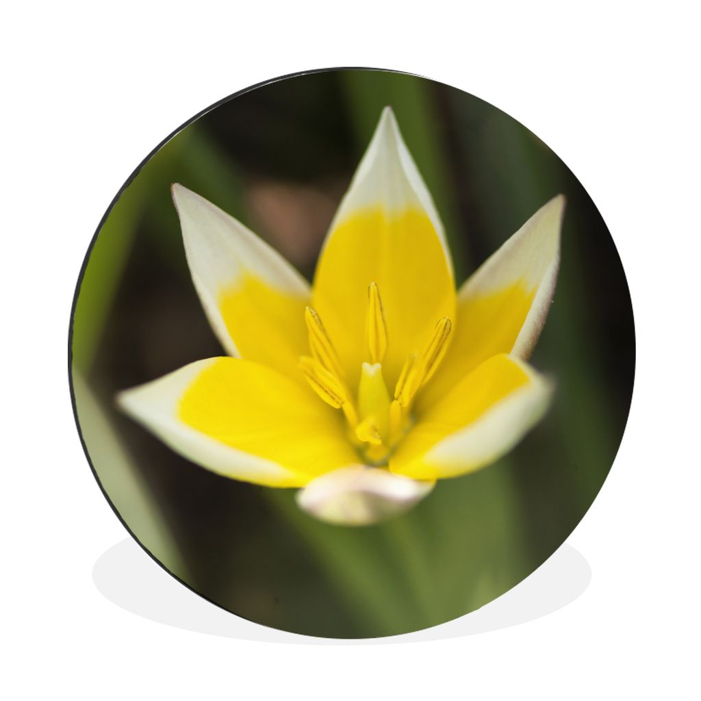 MuchoWow Aluminium Wandkreis Blume - Garten - Gelb Ø 30 cm Wanddeko Modern Wohnzimmer - Wand Bild - Wohnzimmer - Runde Bilder - Alubilder - Kuns...