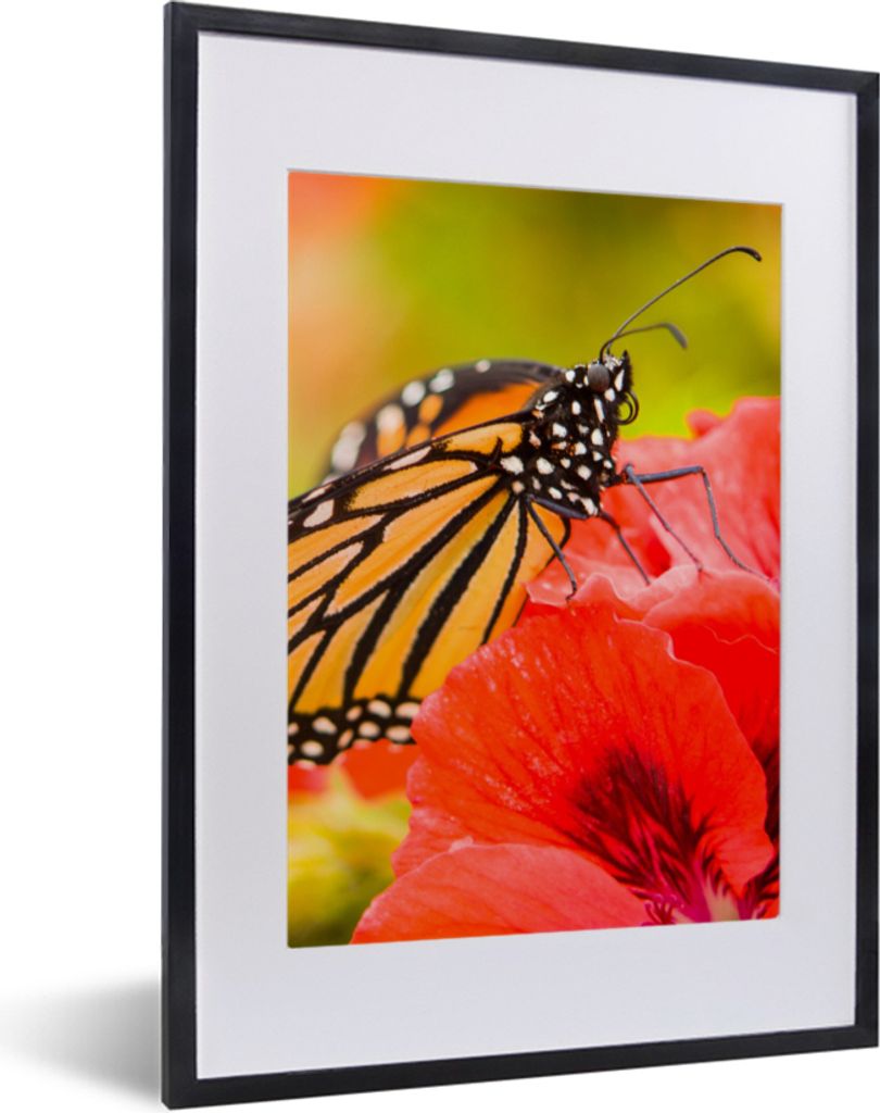 MuchoWow Gerahmtes Poster Blumen - Schmetterlinge - Monarch 30x40 cm - Poster mit Schwarzem Bilderrahmen Wandposter Rahmen Foto Bilder - Wandpost...