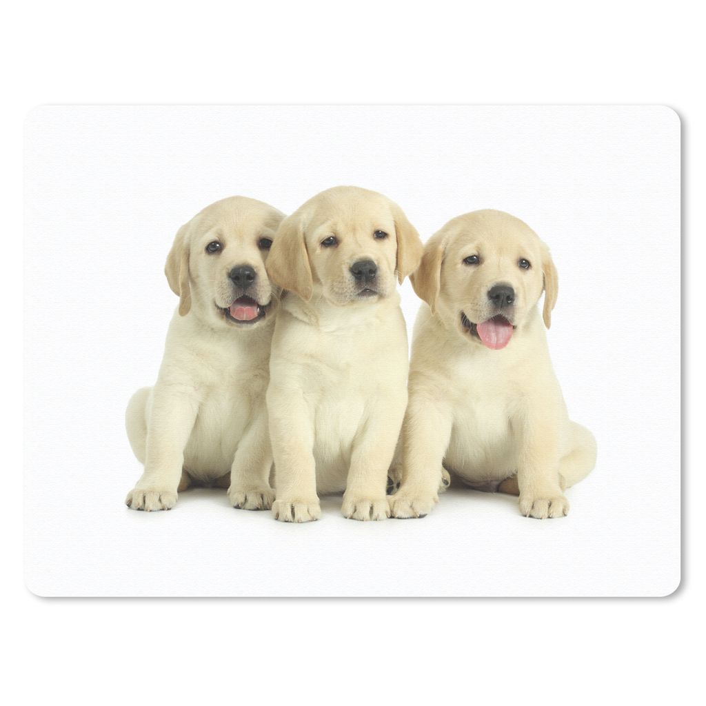 MuchoWow Mauspad Mousepad Bezaubernde Labrador Retriever Welpen 23x19 cm - Mousepads - Maus Mat - Pad - Mausunterlage - Schreibtischunterlage - M...