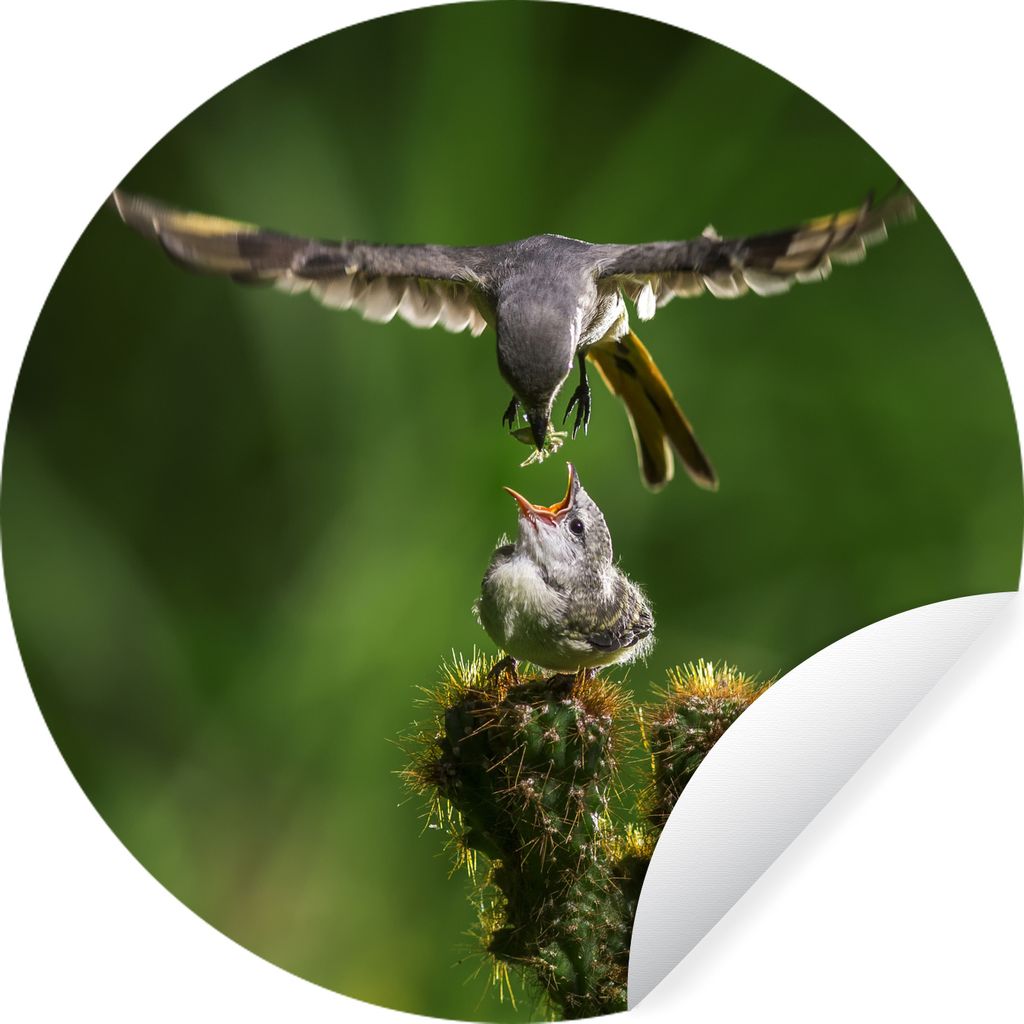 MuchoWow Runde Wandtattoo - Wandsticker Tapete Aufkleber Vogel füttert seine Jungen Ø 30 cm Selbstklebend und Repositionierbar - Wandaufkleber ...