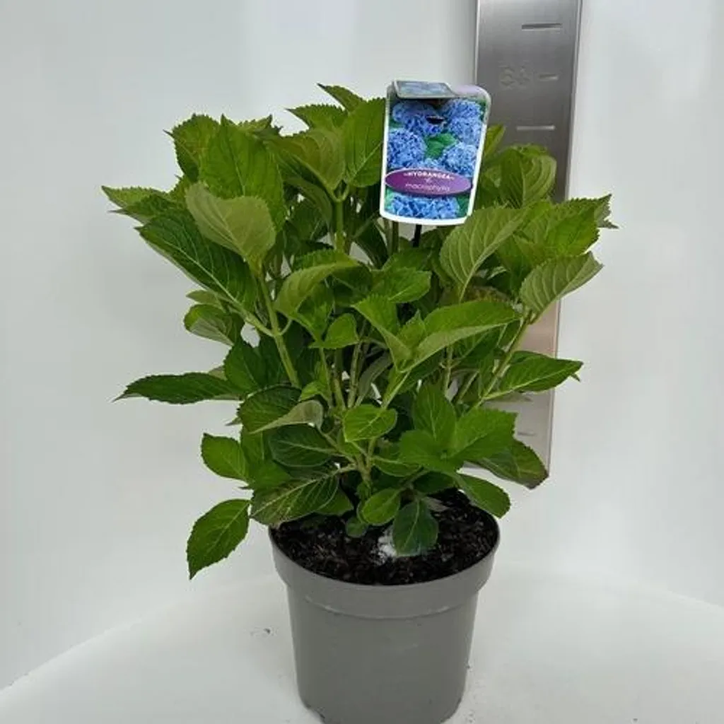 Hortensia bleu Bella Hydrangea macrophylla - Floraison boule 40 cm