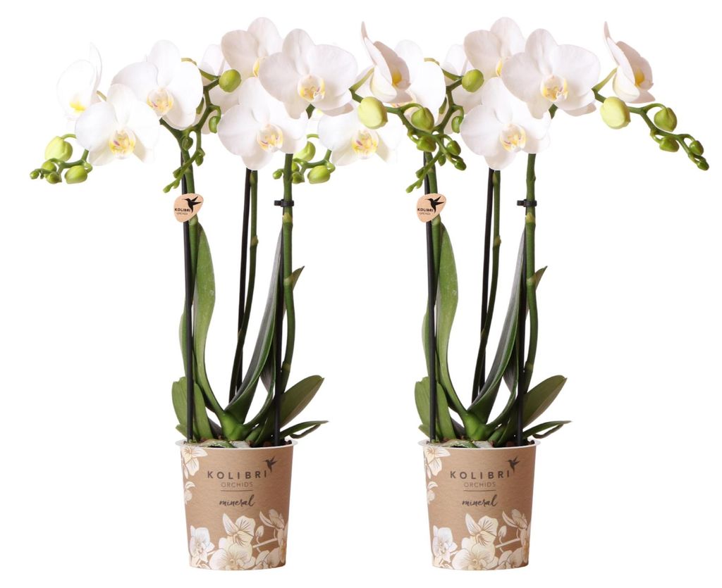 Kolibri Orchids | COMBI DEAL von 2 weißen  Produktbild 