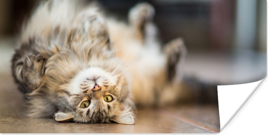 MuchoWow Poster Ein verspielter Maine Coon auf dem Rücken liegend 150x75 cm - ohne Rahmen