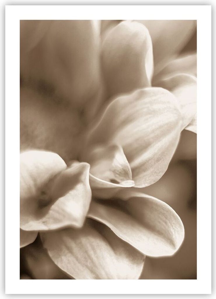 Poster - Poster ohne Rahmen - Blumen Boho ohne - 50x70 cm - Wand Bild - Wanddeko - Wandbilder - Kunstposter - Wandposter - Bilder - Kunstdruck - Wa...