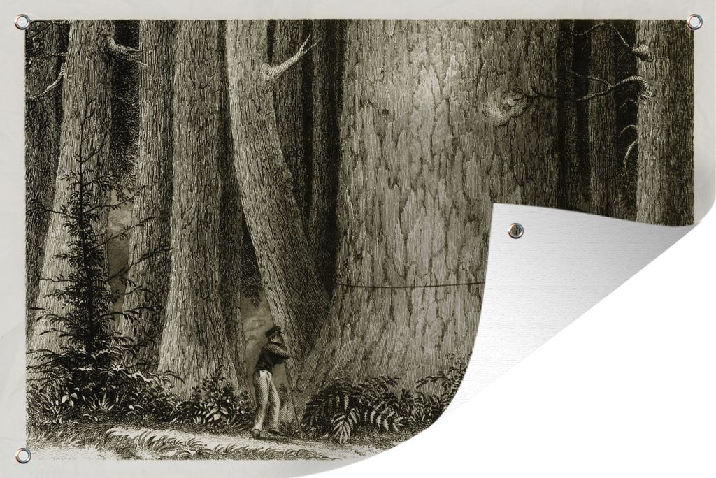 MuchoWow 90x60 cm Outdoor-Poster Gartendeko Sichtschutz Garten Poster für den Garten Illustration der Vermessung eines Mammutbaums durch Holzfä...
