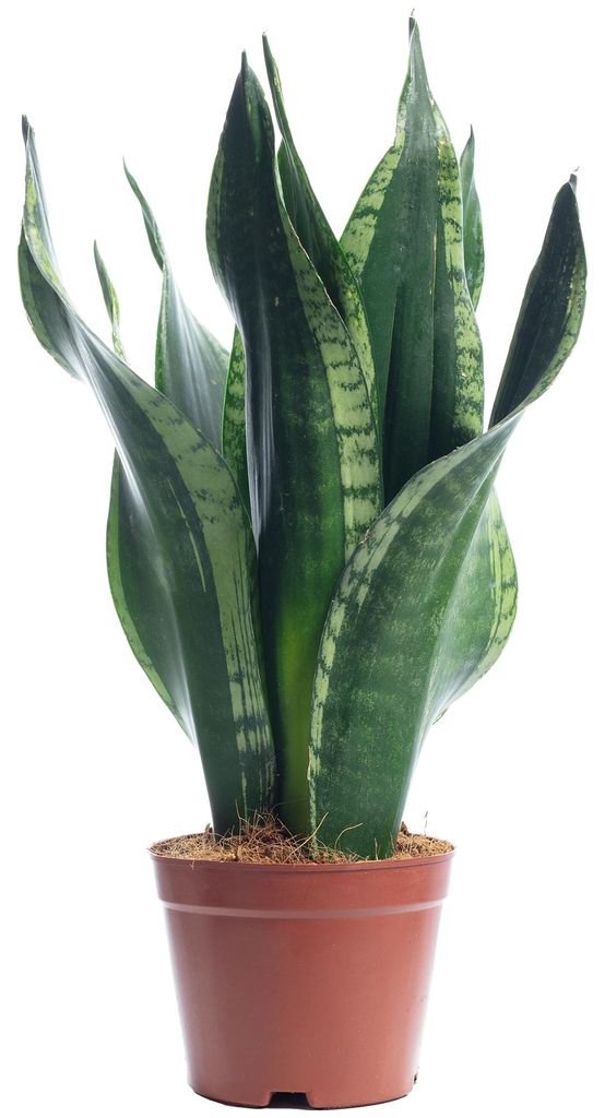 Sansevieria 'Black Coral' – Pflegeleichter Bogenhanf, ca. Produktbild 