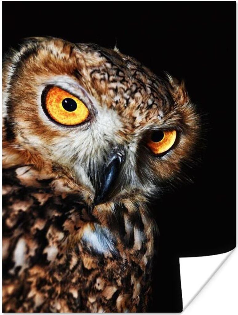MuchoWow Poster Eule - Schwarz - Gelb 120x160 cm - Wandbilder