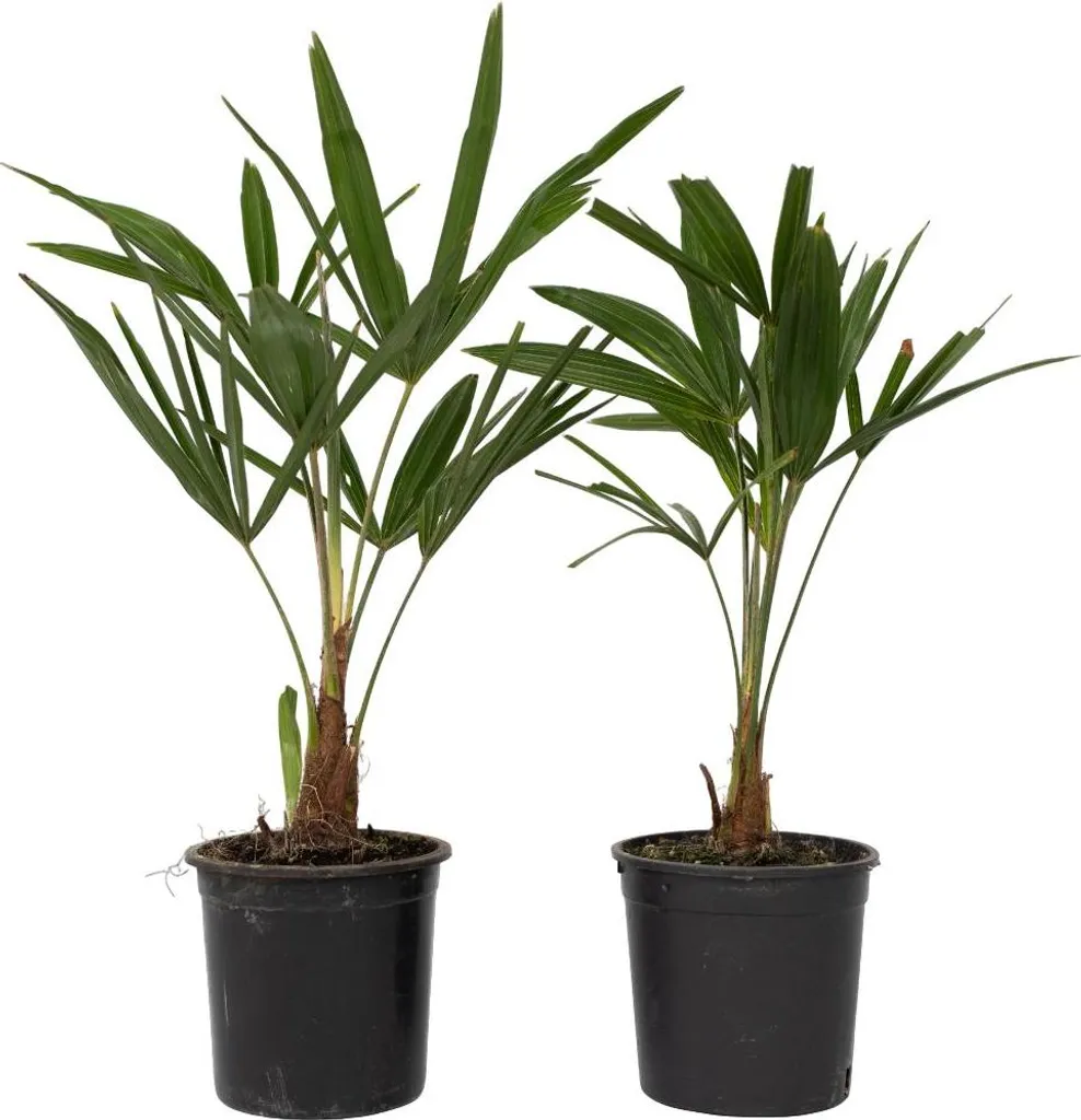 Palmier de Chine pour Terrasse et Jardin - Trachycarpus Fortunei x2