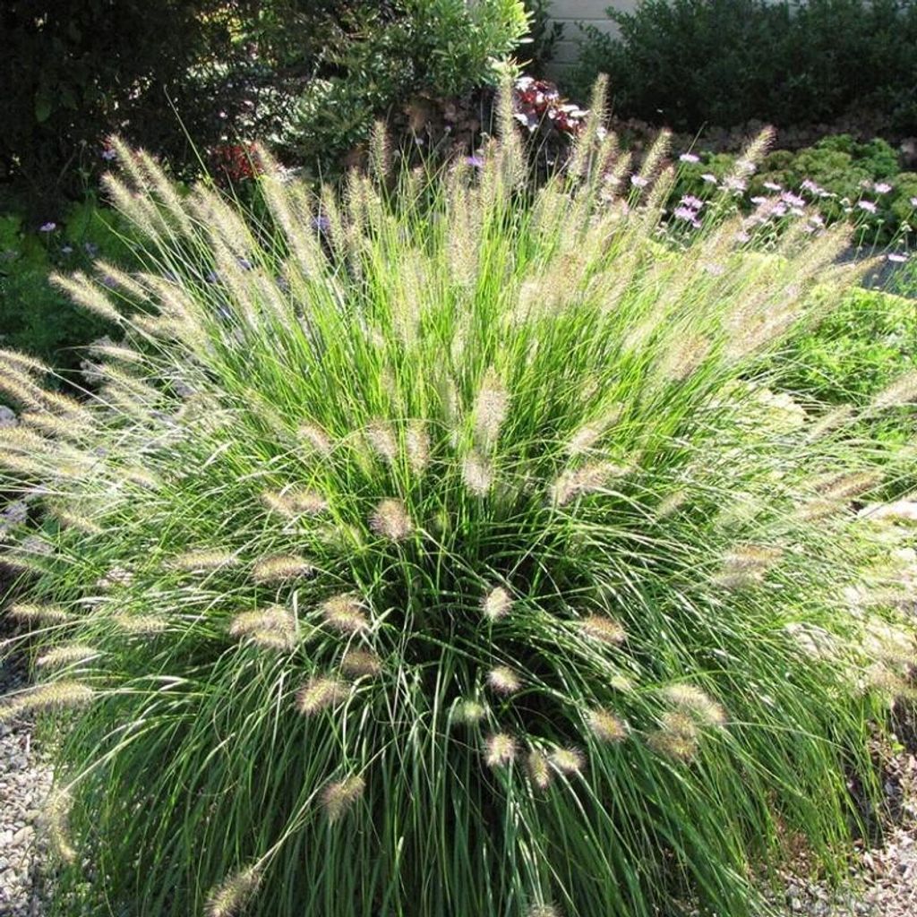 4 Pflanzen Lampenputzergras 'Hameln' XL, Pennisetum Produktbild 