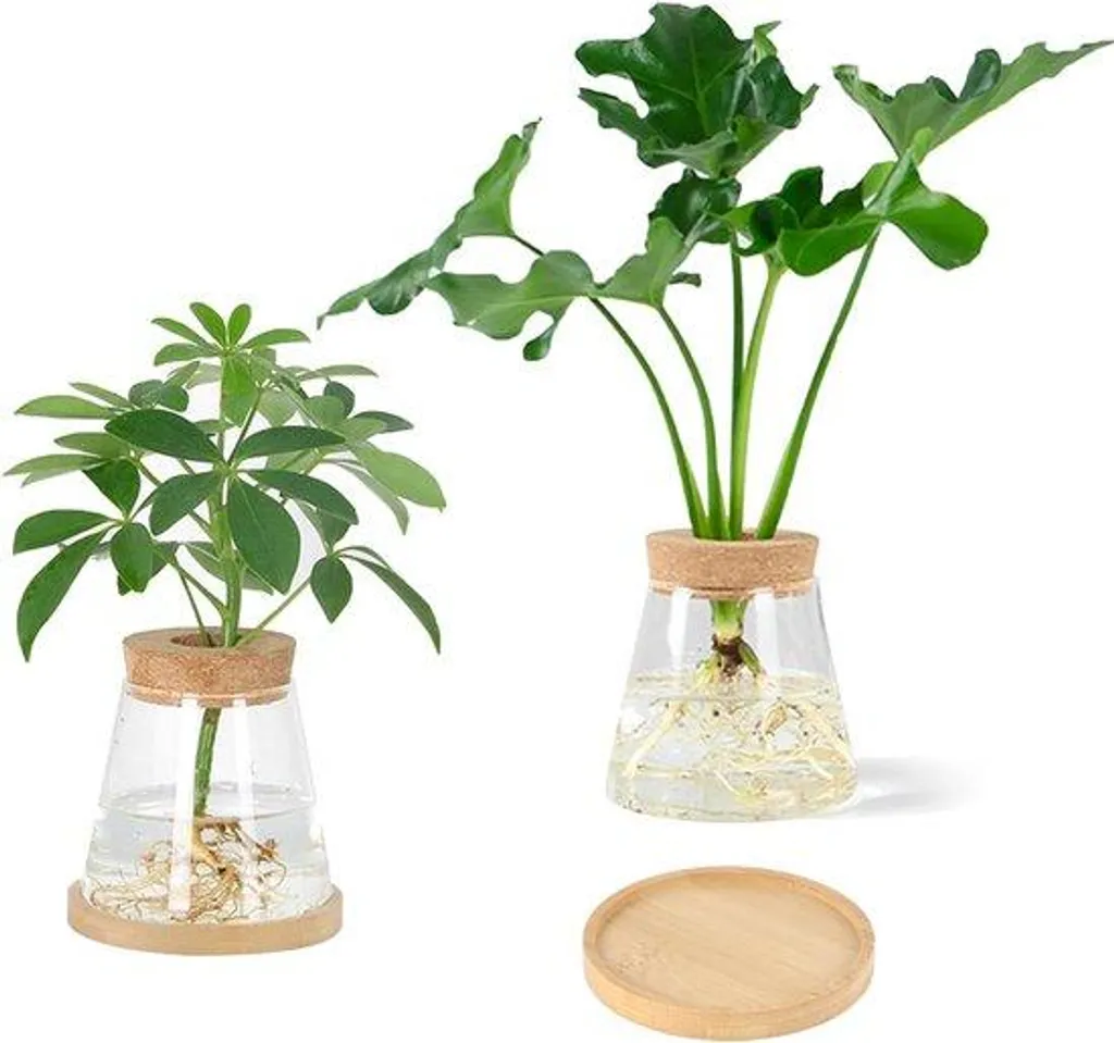 Vase de multiplication en verre - Station d'hydroponie pour bureau