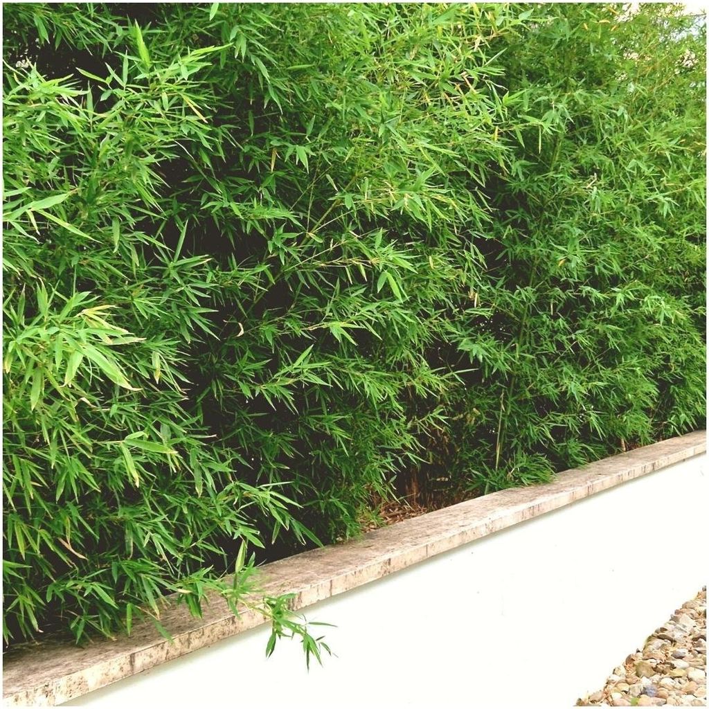 kunstpflanze ficus benjamini Kunstpflanze Ficus Benjamina | 180cm | Bestseller main image 1