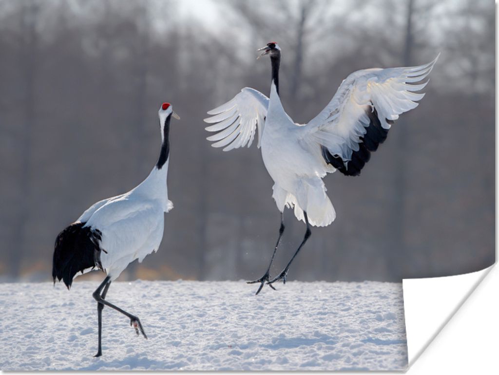 MuchoWow Poster Kranich - Vögel - Schnee 80x60 cm - Kunst für zu Hause