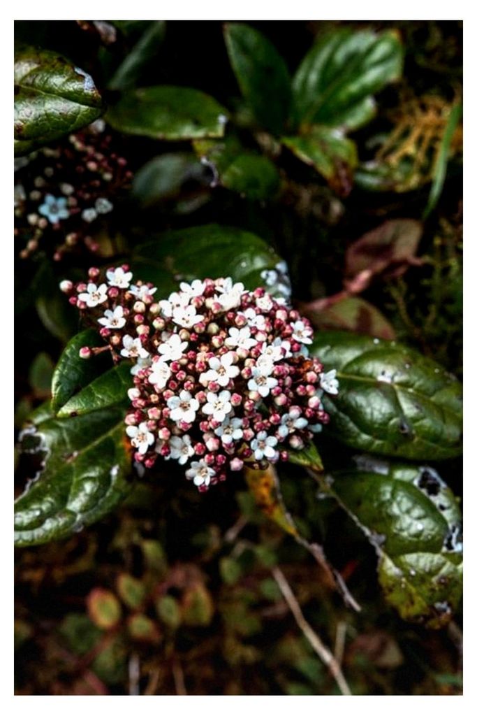 3 Stück Viburnum Tinus 30-40 cm P9 - Immergrüner Lorbeer-Schneeball, winterhart, Zierstrauch für Garten und Kübel, pflegeleicht
