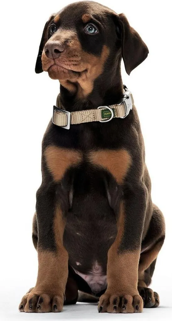 Collare Hunter Alu-Strong Arancione M 30-45 cm | Hunter Dog Online