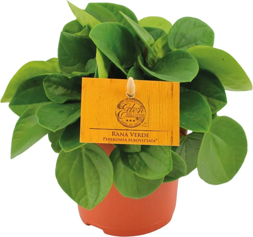 Peperomia Rana Verde - Plante de bureau mi-ombre - Poivre nain 15cm