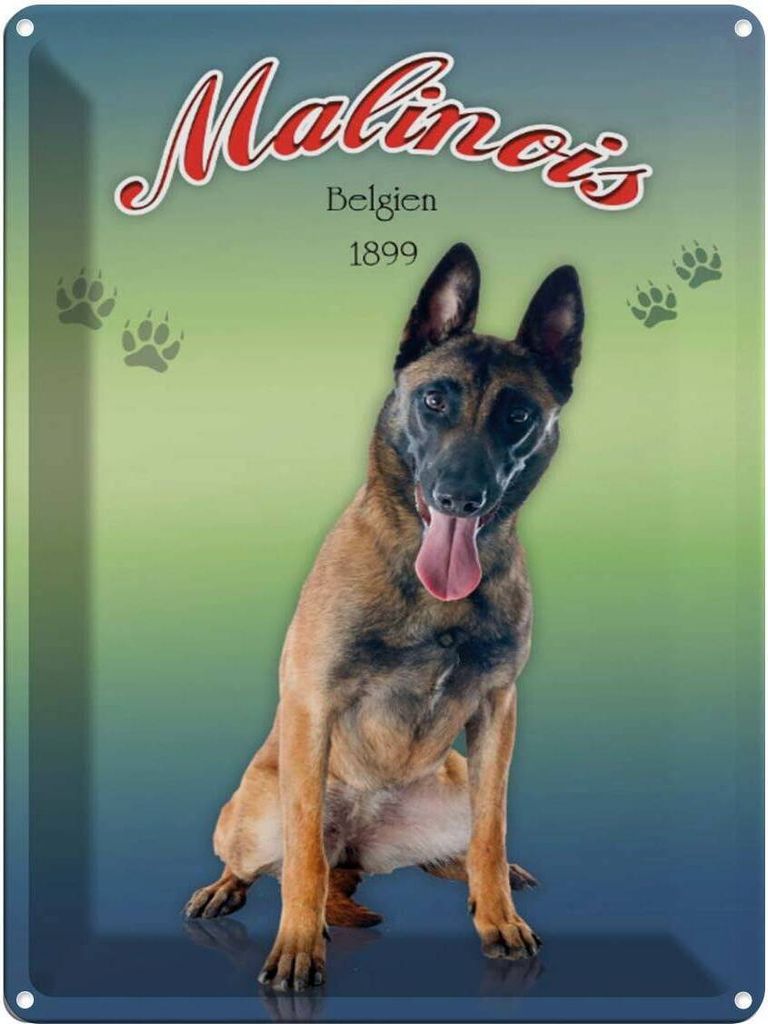vianmo Blechschild 40x30 cm Hund Malinois Belgien 1899 Produktbild 