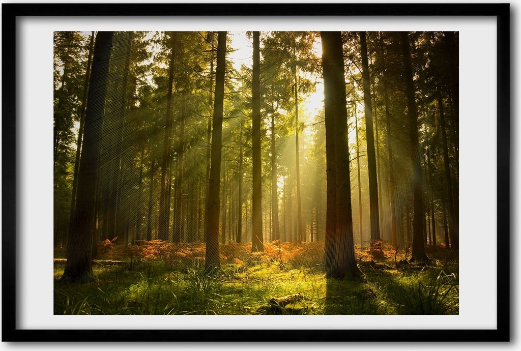 Bild 60x40 MDF-Rahmen, Wandkunst Wald in der Sonne