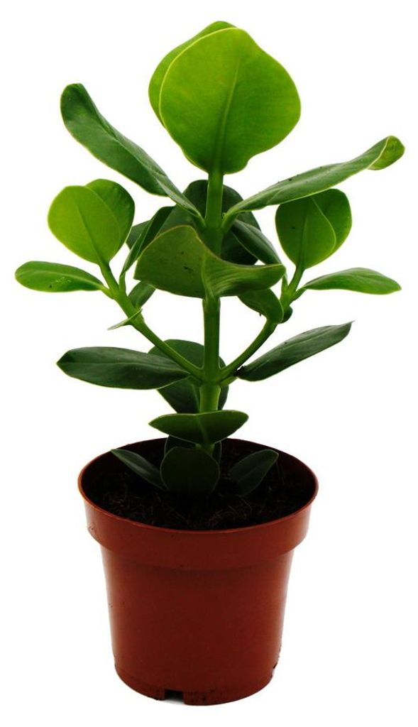 Balzámová jabloň - Clusia major - cca 25-35 cm - 12cm Obrázek produktu 