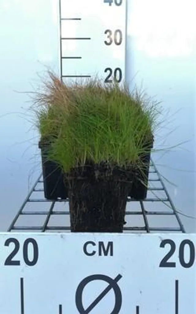 6x Eleocharis acicularis - Carex des aiguilles en pot de 9x9 cm pour bassin