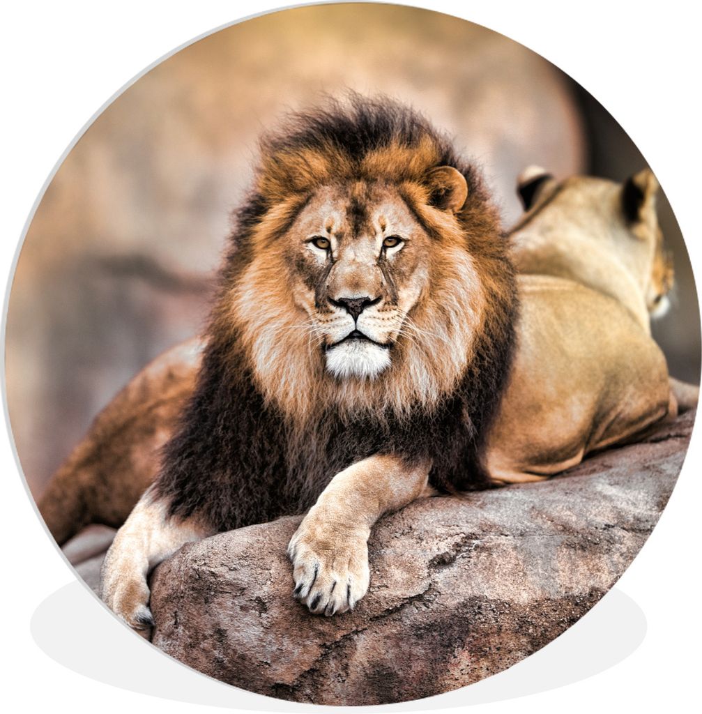 MuchoWow Rundes Wandbild - Runde Bilder Löwe - Felsen - Tiere Ø 60 cm Kreis Wanddekoration Kunststoff - Wandkreis - Wandschmuck - Wand Kreis - ...
