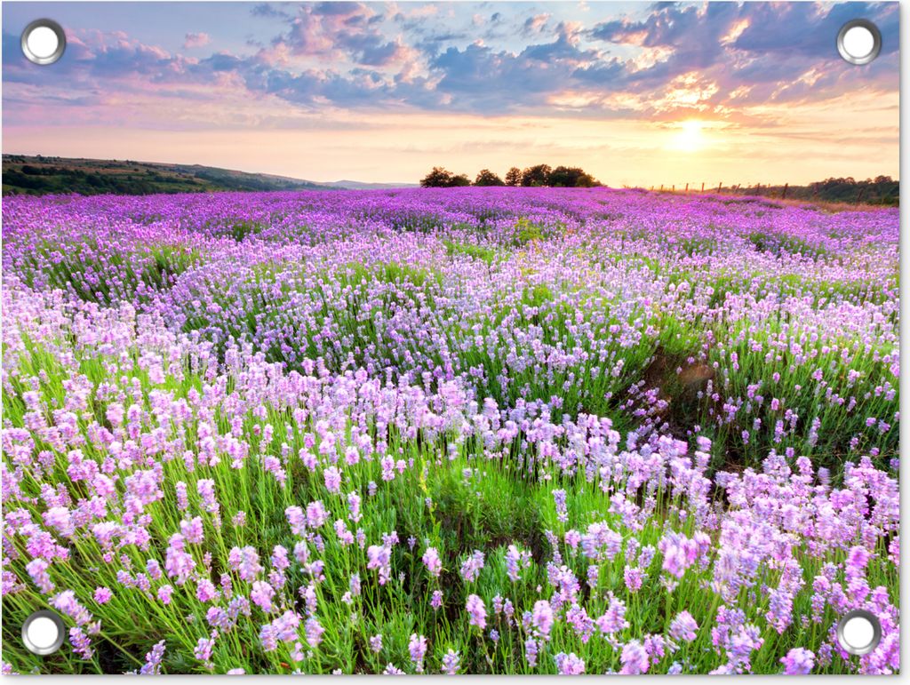 MuchoWow 40x30 cm Outdoor-Poster Gartendeko Sichtschutz Garten Poster für den Garten Lavendel - Blumen - Sonnenuntergang - Lila - Wiese