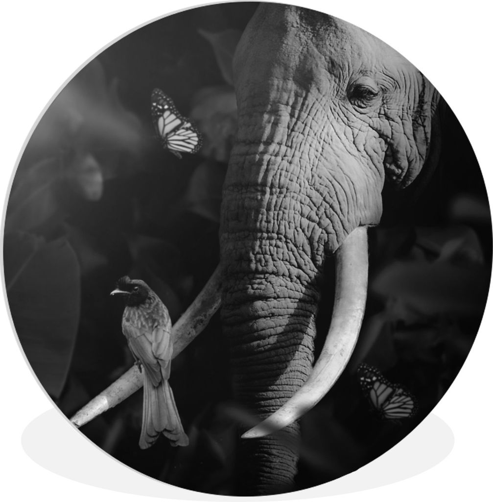 MuchoWow Rundes Wandbild - Runde Bilder Vogel - Elefant - Dschungel - Schwarz - Weiß Ø 90 cm Kreis Wanddekoration Kunststoff - Wandkreis - Wand...