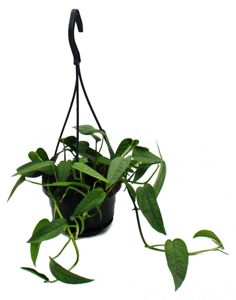 Pflegeleichte Mini-Ampelpflanze - Epipremnum 'Cebu Blue' - Produktbild 