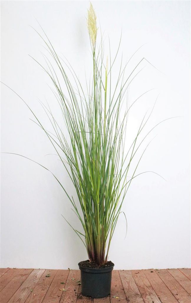 Cortaderia selloana 'Citaro', Pampasgras, silbrig, 3-5 Liter Container