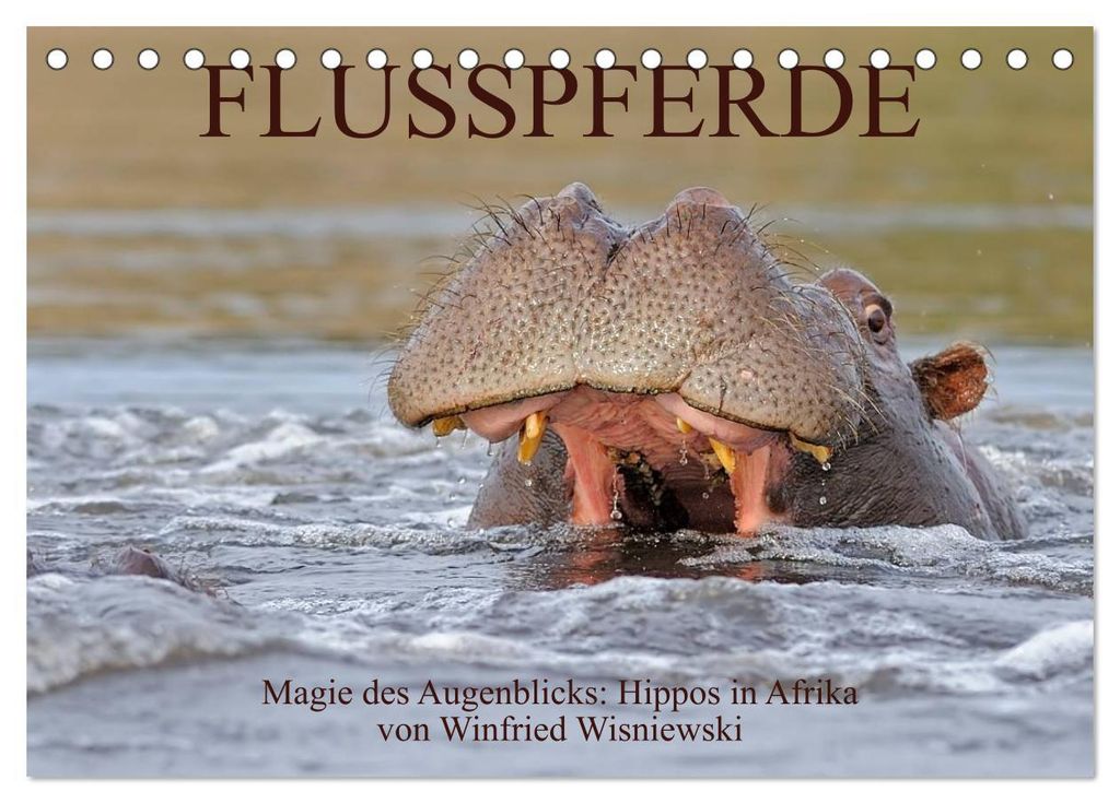 Flusspferde Magie des Augenblicks - Hippos in Afrika (Tischkalender 2027 DIN A5 quer), CALVENDO Monatskalender