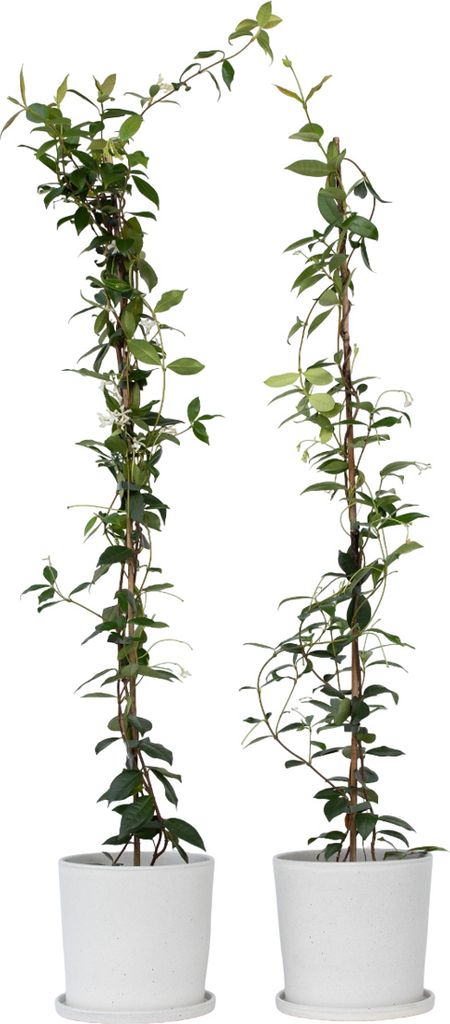 Sternjasmin - 2 Stk - Trachelospermum jasminoides - Höhe Produktbild 7