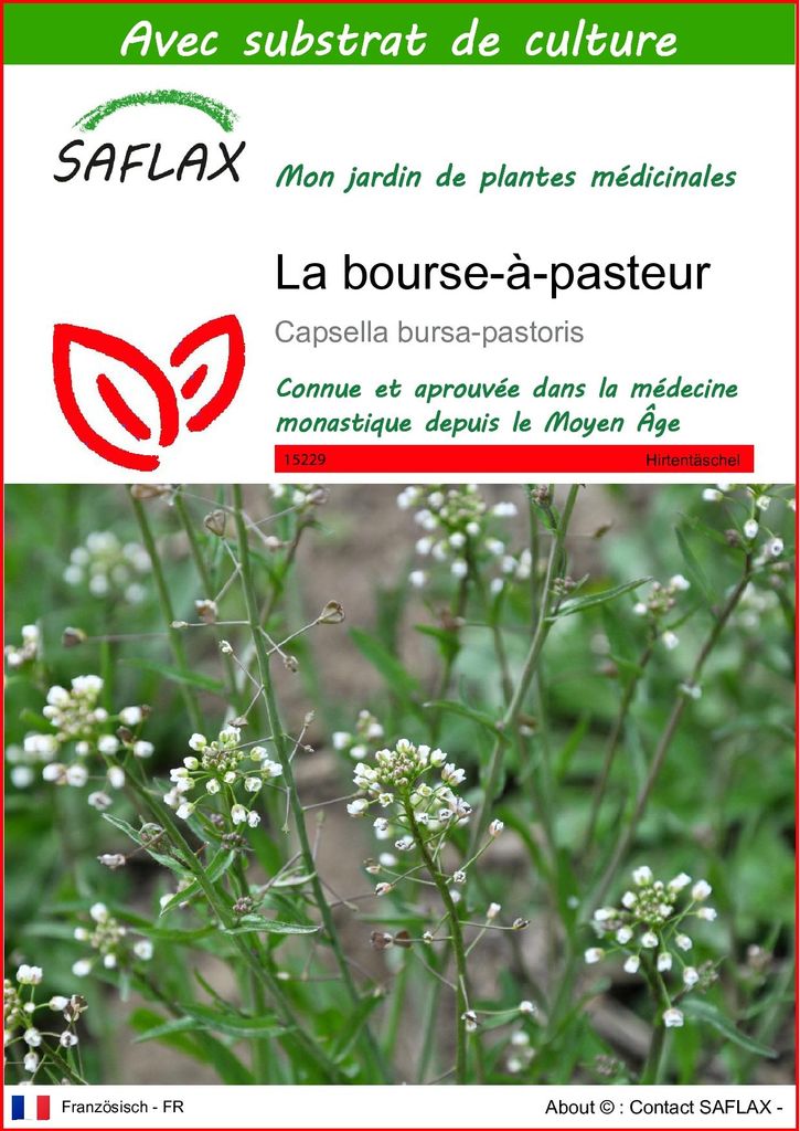 SAFLAX  - La bourse-à-pasteur - 1000 graines - Avec Image du produit 