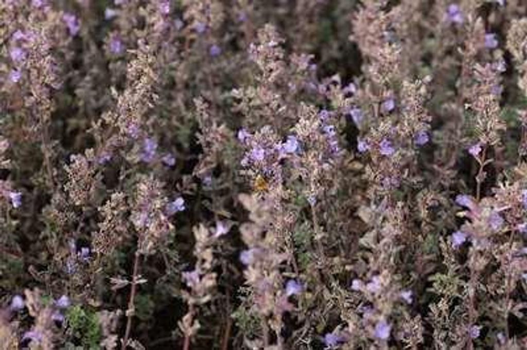 6 x Nepeta hybr. 'Purrsian Blue' - Katzenminze - Topf 9 x 9 cm