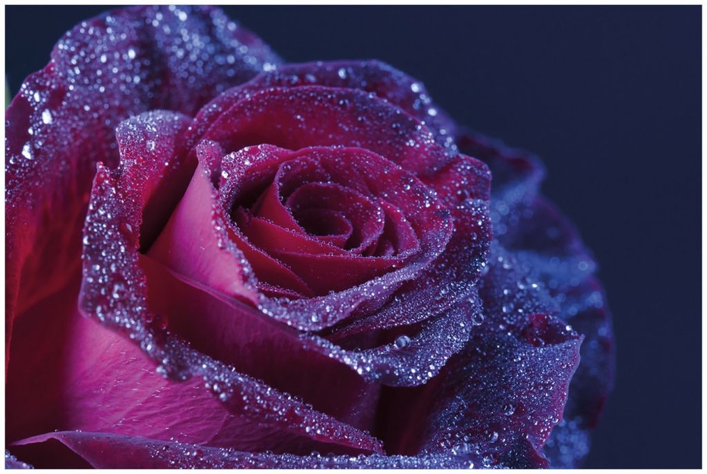 Wallario Premium Glasbild, freischwebende Optik, kräftige Farben, Größe 90 x 60 cm Motiv Rote Rosenblüte im Regen
