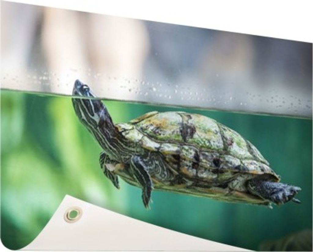 Gartenposter - 60x40 cm - Nahaufnahme der Schildkröte - Modernes Wandbilder - Wilde Tierposter