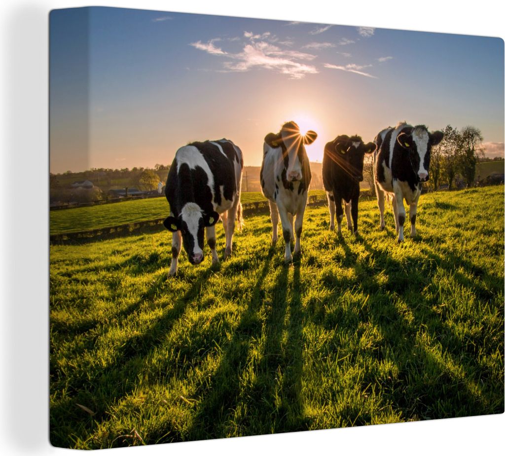 MuchoWow - Leinwandbilder - Kuh - Gras - Sonne, Wandbild, Wanddeko Bilder Wohnzimmer, 80x60 cm