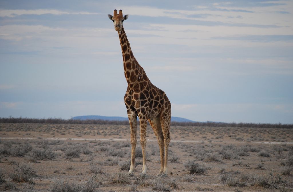 hansepuzzle 78847 - Giraffe Puzzle, 500 Teile, Natur, 46,0 x 30,0cm mit hochwertiger Aufbewahrung, Kartonbox und wiederverschließbarem Beutel