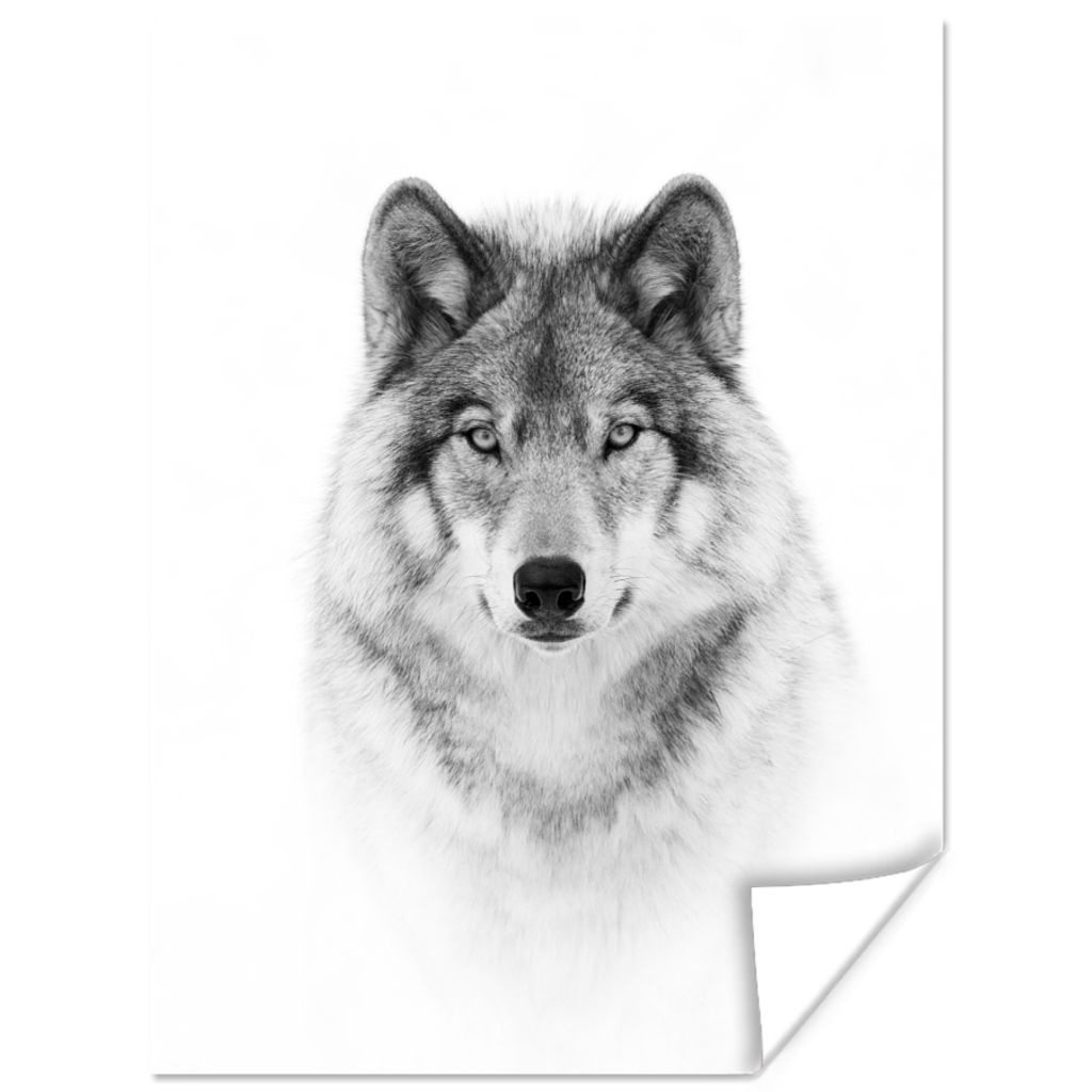 MuchoWow Poster Wolf - Tiere - Porträt - Weiß 120x160 cm - Wandbilder