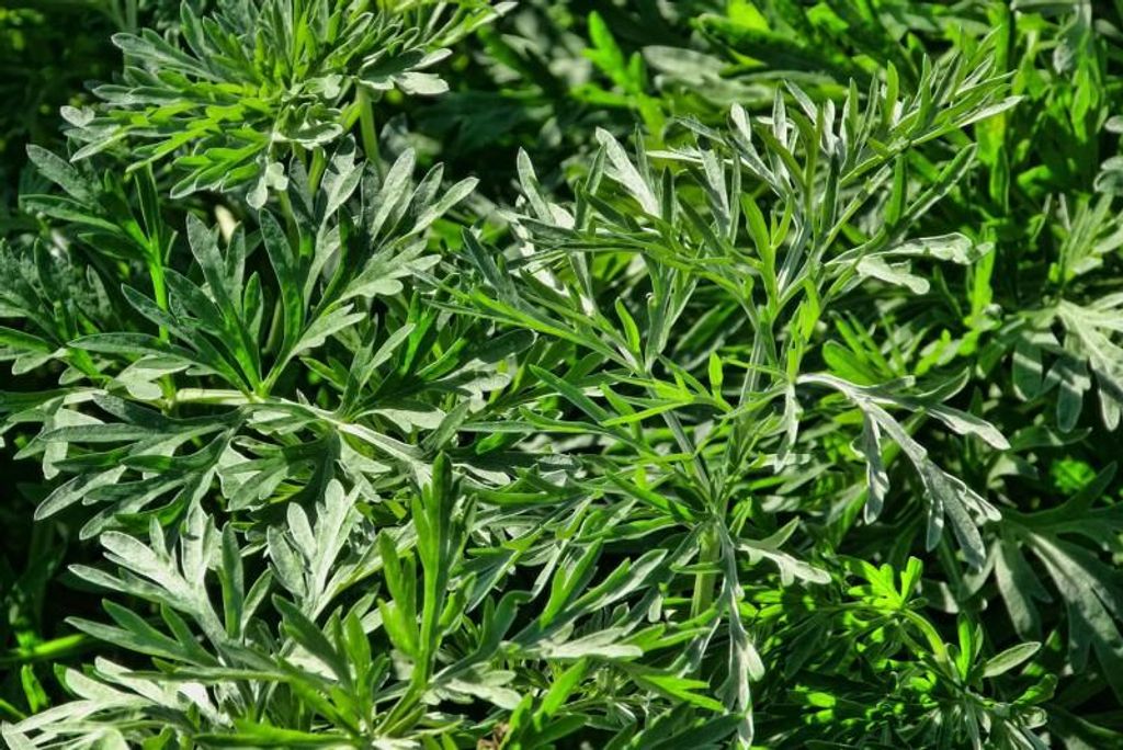 Wermut (Artemisia absinthium) Pflanzensamen 100 Samen Produktbild 