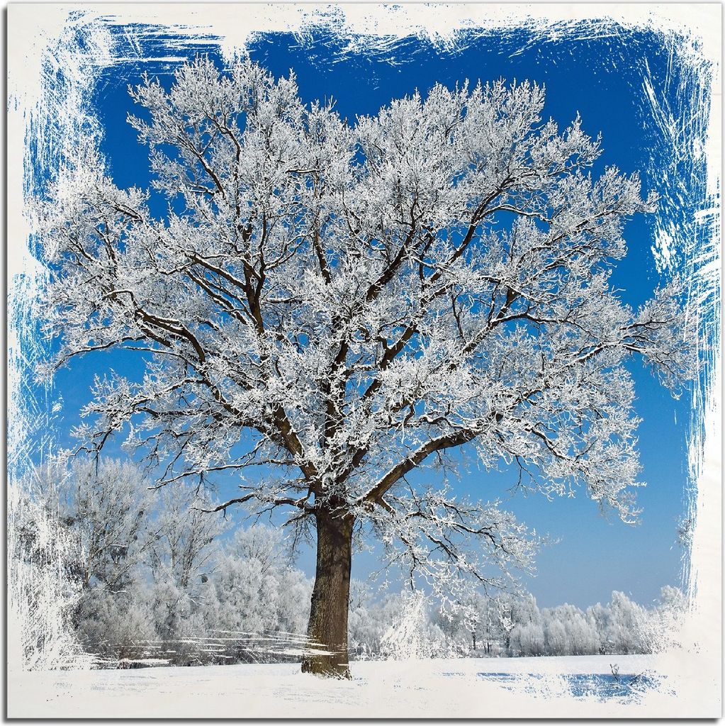Kunstdrucke Wandbilder Holz in : Brillante Farben, Größe 50 x 50 cm Motiv Schneebedeckter Baum mit blauen Himmel