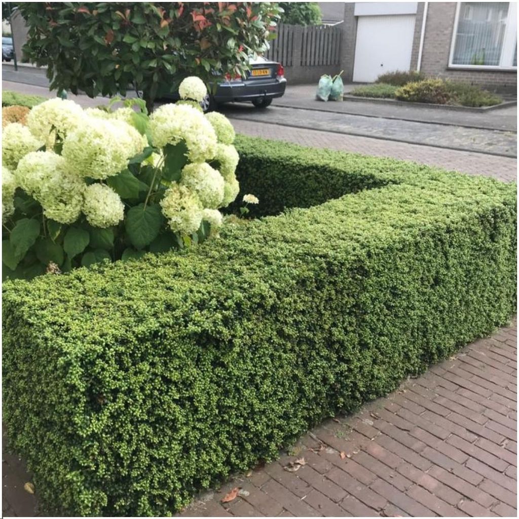 Stechpalme Samen Winterhart - 200 Samentkrner Fr Garten, Balkon & Berg |  Robuster Zierstrauch Mit Einfachem Anbau