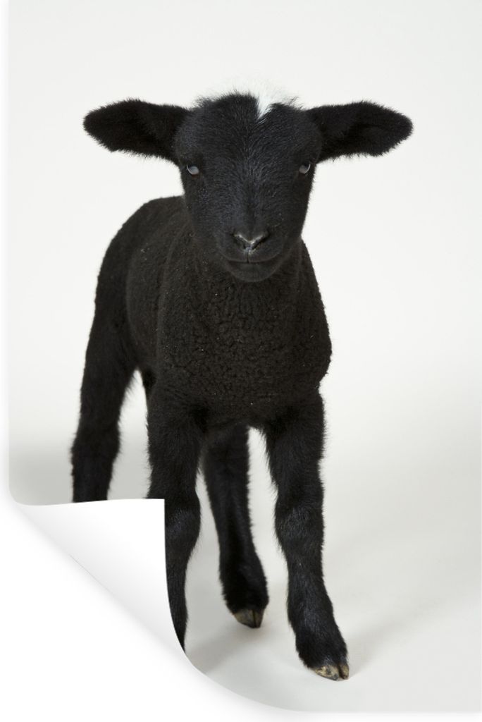 MuchoWow Wandtattoo Wandsticker Wandaufkleber Schönes schwarzes Lamm auf weißem Hintergrund 40x60 cm Selbstklebend und Repositionierbar - Wierd...