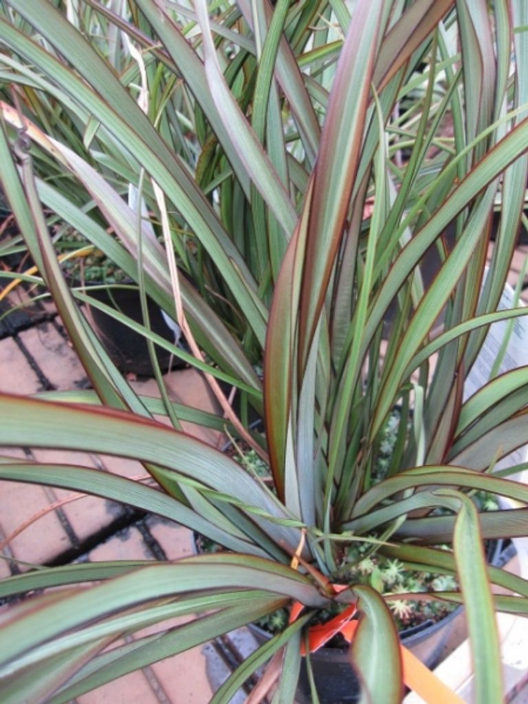 Neuseelandflachs Tom Thumb - Phormium tenax | Kaufland.de