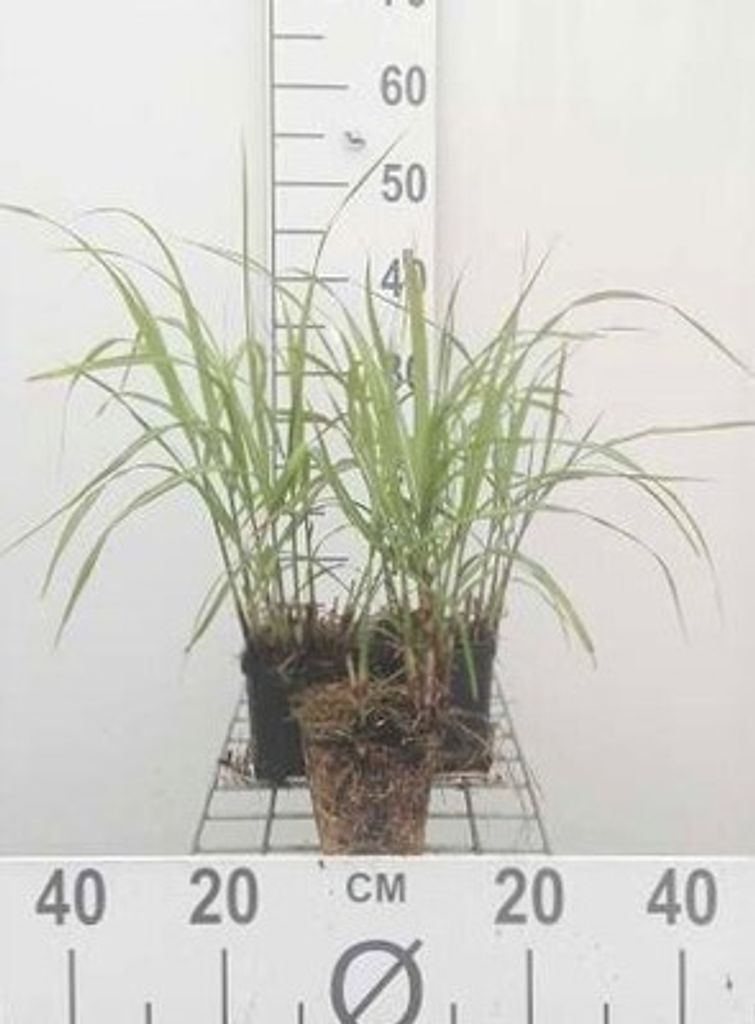 6 x Miscanthus sin. 'Hermann Müssell' - Chinaschilf - Topf 9 x 9 cm