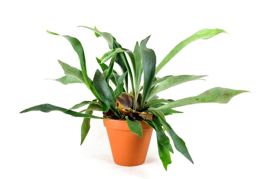 Gardners Platycerium bifurcatum, priemer 12 cm Obrázok produktu 