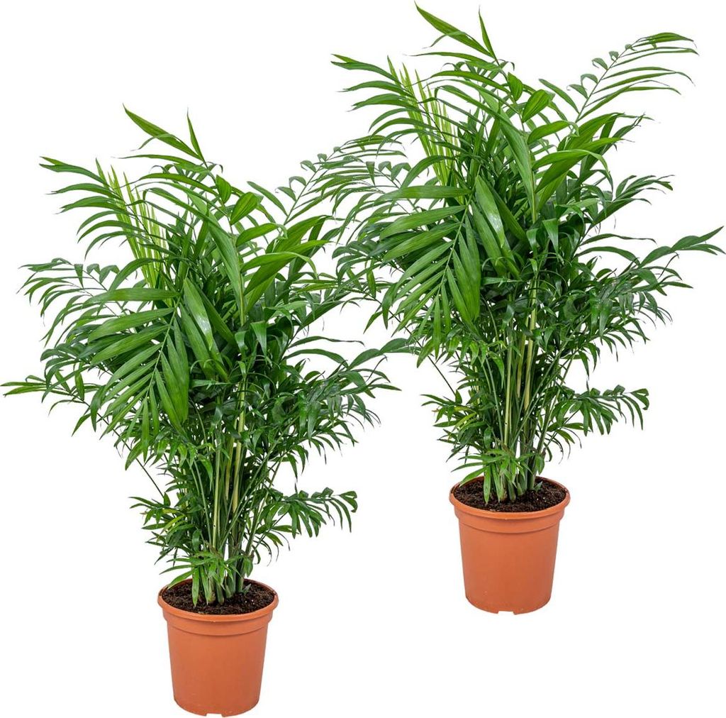 Bloomique - Zestaw 2 szt. - Chamaedorea Elegans - Zdjęcie produktu 