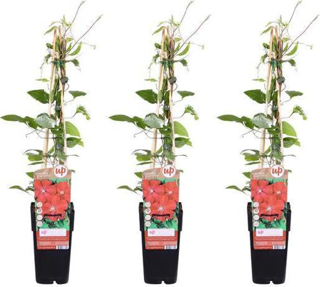 Clématite Rouge Cardinal : 3 Plants de 65 cm pour Fleurir un Mur Ombragé
