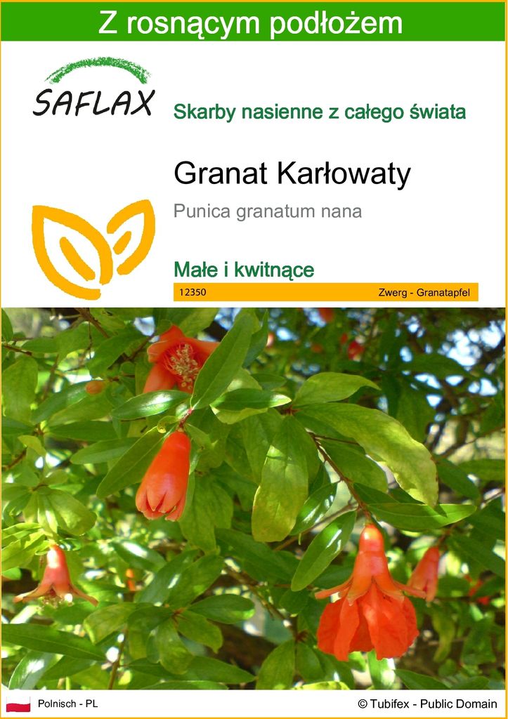 SAFLAX - Granat Karłowaty - 50 Nasiona - Z podłożem Zdjęcie produktu 